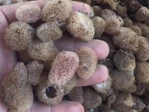 J9集团卵茧