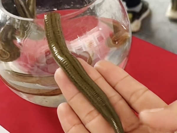 J9集团成苗
