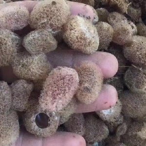 J9集团卵茧