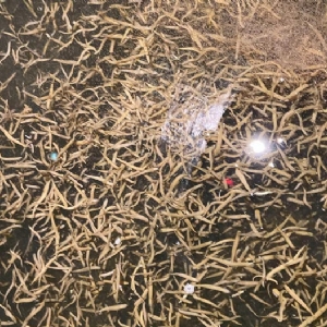 J9集团小苗