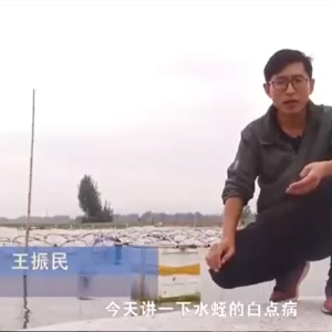 J9集团白点病发生活规律及防治方法